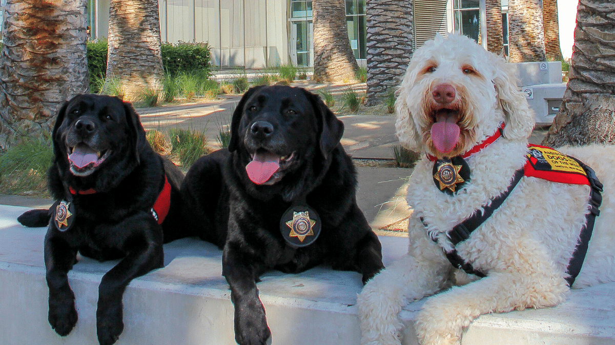 Courthouse facility dogs Lupe, Dozer, and Kirby 